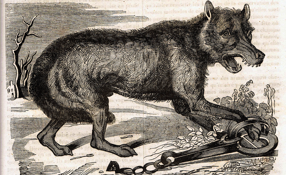 Loup pris au piège - Magasin Universel -1835
